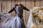 Alpine stone sheep