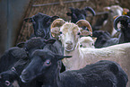 Skudde sheeps