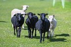 Skudde sheeps