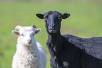 Skudde sheeps
