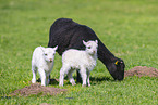 Skudde sheeps