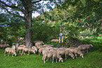 herd of sheeps