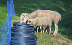 sheeps