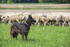 herd of sheeps