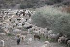 herd of sheeps