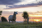 sheep