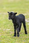 black young sheep