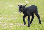 black young sheep
