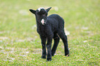 black young sheep