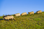 domestic sheep