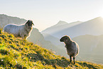 domestic sheep