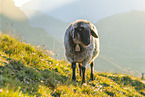 domestic sheep