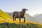 domestic sheep
