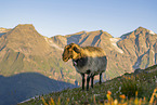 domestic sheep