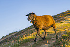 domestic sheep