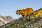 domestic sheep