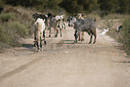 sheeps