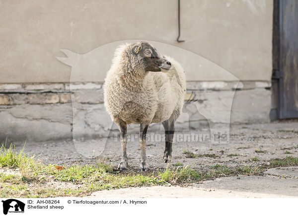 Shetlandschaf / Shetland sheep / AH-08264