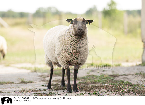 Shetlandschaf / Shetland sheep / AH-08267