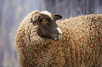 Shetland sheep