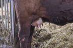 Shorthorn cattle