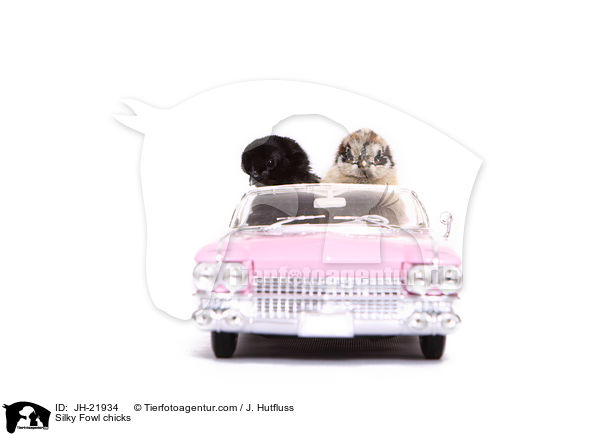 Seidenhuhn Kken / Silky Fowl chicks / JH-21934