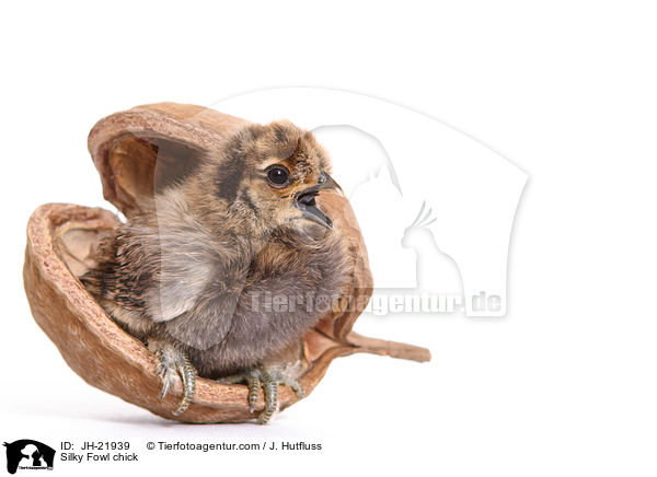 Seidenhuhn Kken / Silky Fowl chick / JH-21939