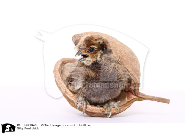 Seidenhuhn Kken / Silky Fowl chick / JH-21940
