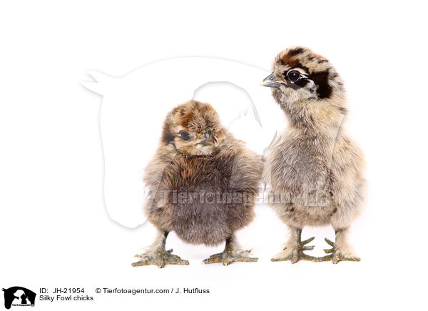 Seidenhuhn Kken / Silky Fowl chicks / JH-21954