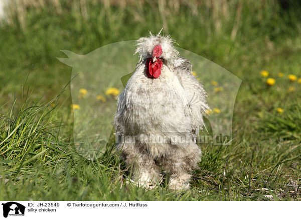 Seidenhuhn / silky chicken / JH-23549