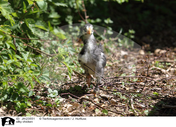 Seidenhuhn / silky chicken / JH-23551