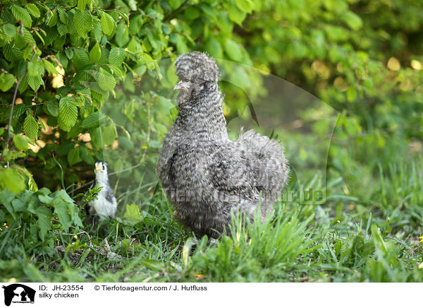 Seidenhuhn / silky chicken / JH-23554
