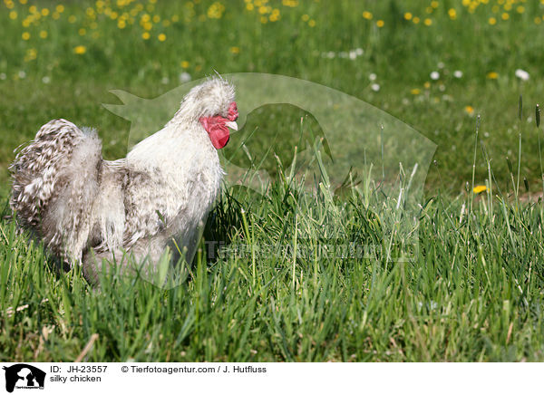 Seidenhuhn / silky chicken / JH-23557