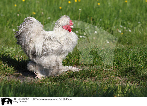 Seidenhuhn / silky chicken / JH-23558