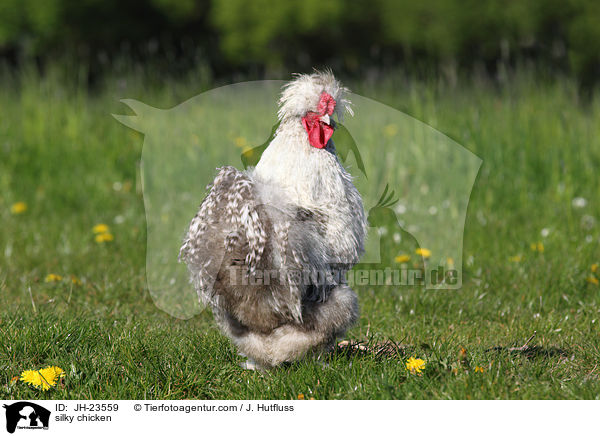 Seidenhuhn / silky chicken / JH-23559
