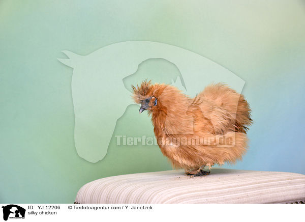 Seidenhuhn / silky chicken / YJ-12206