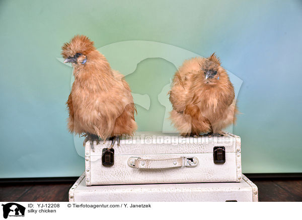 Seidenhhner / silky chicken / YJ-12208