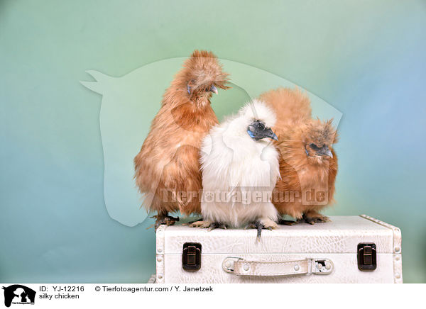 Seidenhhner / silky chicken / YJ-12216