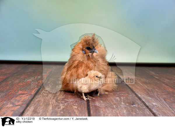 Seidenhhner / silky chicken / YJ-12219