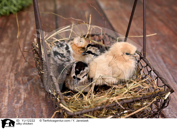 Seidenhhner / silky chicken / YJ-12222