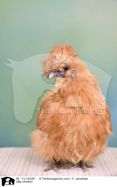 Seidenhuhn / silky chicken / YJ-12226