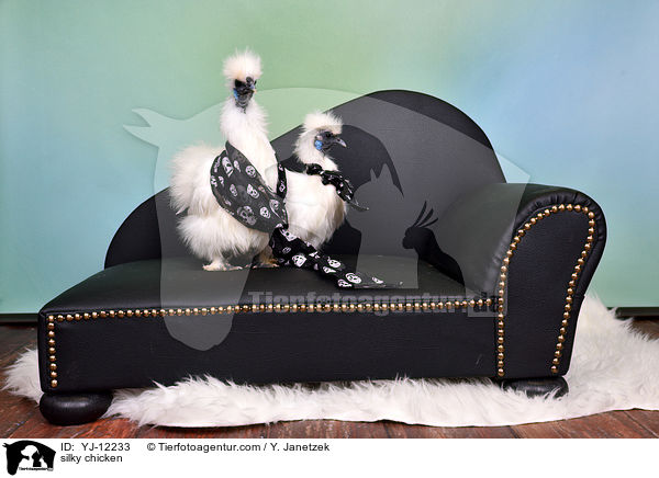 Seidenhhner / silky chicken / YJ-12233