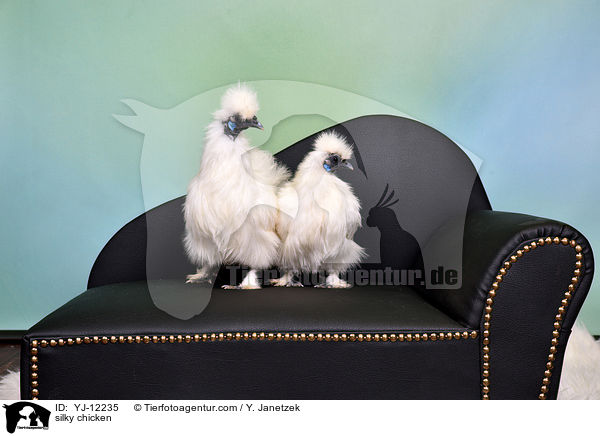 Seidenhhner / silky chicken / YJ-12235