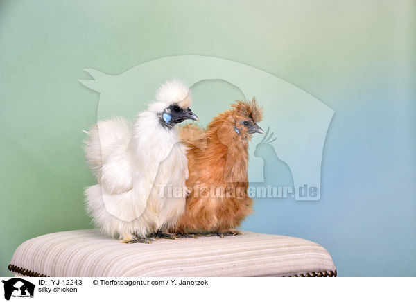 Seidenhhner / silky chicken / YJ-12243
