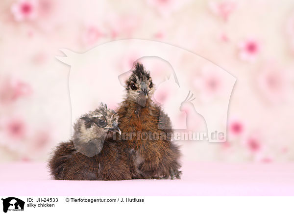 Seidenhhner / silky chicken / JH-24533