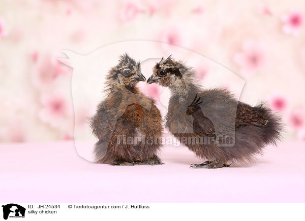 Seidenhhner / silky chicken / JH-24534