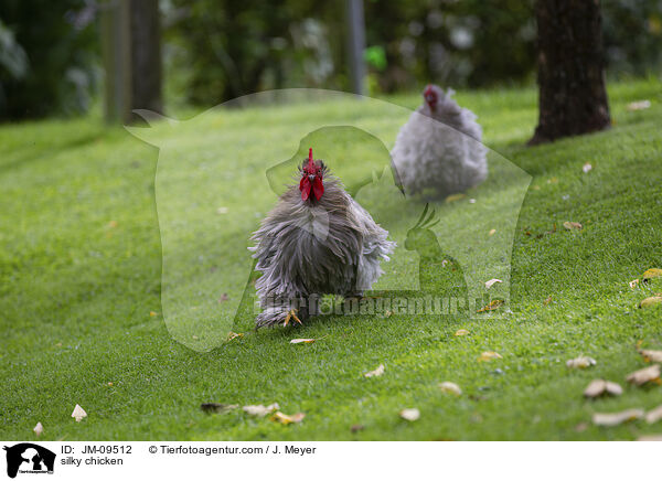 Seidenhhner / silky chicken / JM-09512