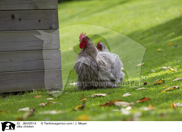 Seidenhhner / silky chicken / JM-09514