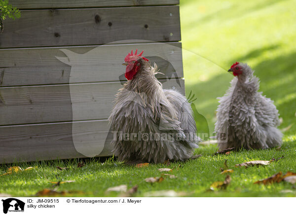 Seidenhhner / silky chicken / JM-09515