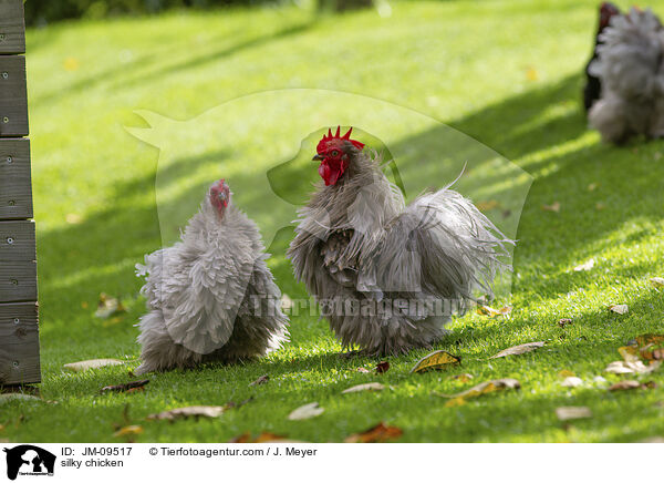 Seidenhhner / silky chicken / JM-09517